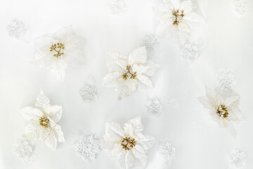 Poinsettia flowers on a white background with copy space. The atmosphere of Christmas and New Year....