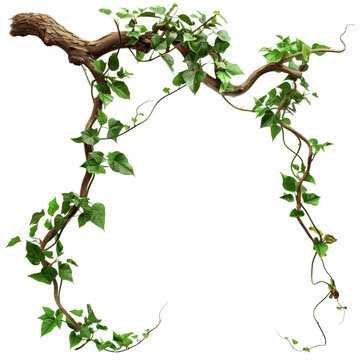 jungle vines isolated on transparent background