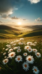 A beautiful meadow filled with blooming white daisies and green grass