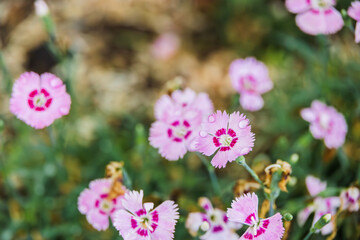 Fototapeta premium A pink dianthus flower with water droplets.