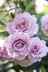 Close-up of beautiful pink roses blooming in the garden.
