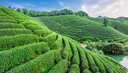 Green tea plantation scenery on the mountain