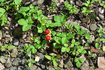 False strawberry ( Duchesnea chrysantha ). Rosaceae perennial plants. Yellow flowers bloom from spring to early summer, and red fruits appear after the flowers bloom.