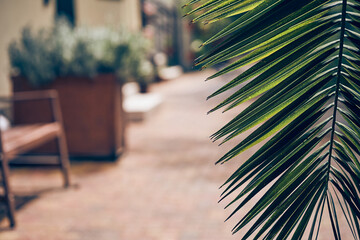 A green branch of a date palm stands on a blurred natural background. The foliage of a tropical...