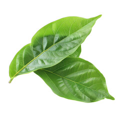 Obraz premium green leaf isolated