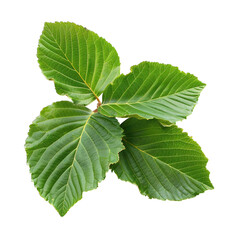 Fototapeta premium green leaves of tree