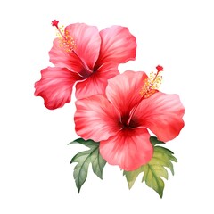 Vibrant Watercolor of Blooming Tropical Hibiscus Flowers on White Background