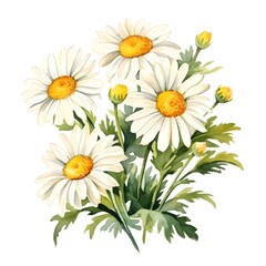 Fototapeta premium Vibrant Watercolor of Blooming Daisy Flowers on White Background