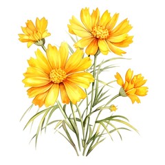 Vibrant Yellow Coreopsis Flowers Blooming in Garden
