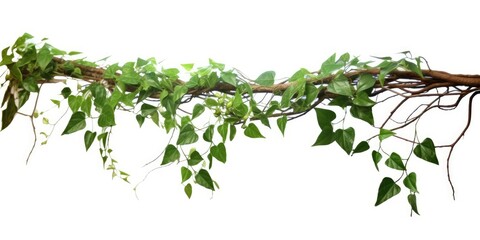 Climbing plants creepers isolated on white background.