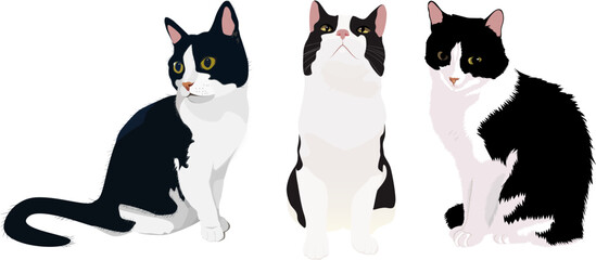 Three black and white cats. Vector illustration. Pets.