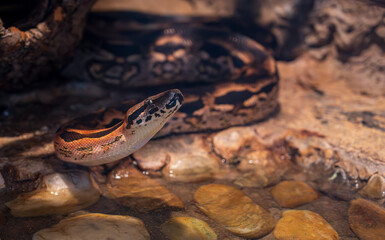Detail of the Acrantophis dumerili snake's head.