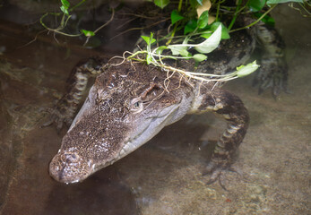 Detail of head of Siamese crocodile.