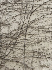 Branches on neutral beige concrete wall. Natural floral minimal background