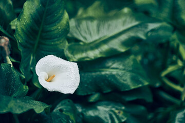 A close-up of a calla of a white flower on a green background in sunlight using space to copy the...