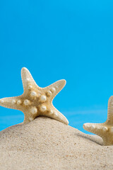 Starfish skeletons on beach sand with blue background. Summer background with space for text.