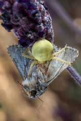 Spider capturing a moth.