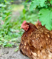 a chickens on the farm