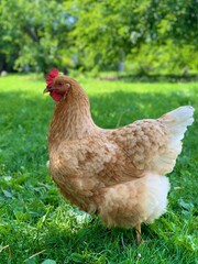 a chickens on the farm