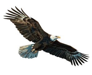 A bald eagle flying in the sky with its wings spread wide on transparent background, png.