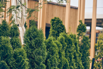 Thuja trees stand against the background of a wooden outdoor cafe. Evergreen coniferous thuja. An...