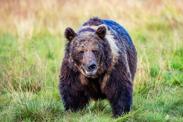 brown bear in the forest