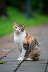 In the park, kittens sit on the ground