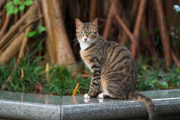 The Tabby in the park