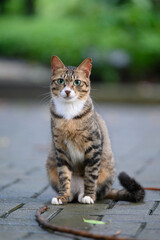 In the park, kittens sit on the ground