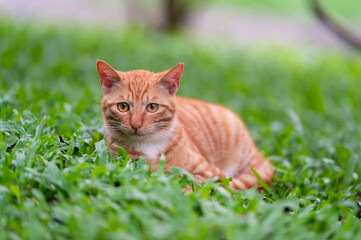 The Cat resting on grass