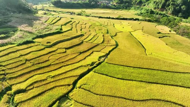 Drone shot from the top of a crop field. Farmers planted crops. Crop diversity fields,asai, Lao PDR, Lao, Thailand, Thai, asia