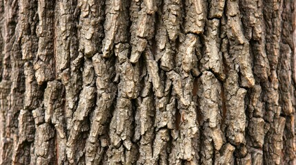 Obraz premium A close-up of a tree trunk with two birds perched on it