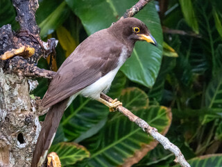 Brown Jay - Psilorhinus morio in Costa Rica