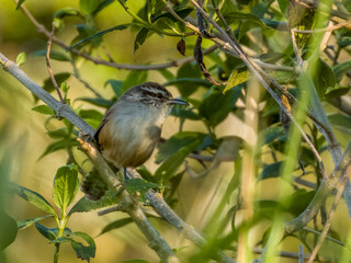 Cabanis's Wren - Cantorchilus modestus in Costa Rica