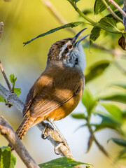 Cabanis's Wren - Cantorchilus modestus in Costa Rica