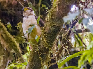 Collared Forest-Falcon - Micrastur semitorquatus in Costa Rica
