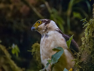 Collared Forest-Falcon - Micrastur semitorquatus in Costa Rica