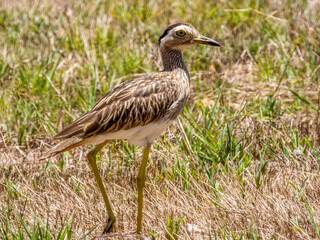 Double-striped Thick-knee - Hesperoburhinus bistriatus in Costa Rica