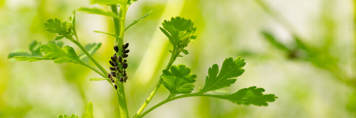 Black bean aphids infestation. Ants tending to aphids colony on a flower stem. Aphids and ants close up.