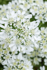 Orlaya grandiflora. White laceflower close up.