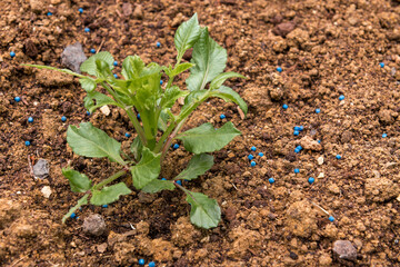 Young dahlia plant damaged by slugs. Flower leaves chewed by snails. Using slug control pellets in the garden.