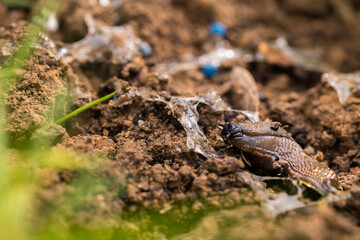 Slug pellets. Using blue slug control pellets in the garden to prevent plants damage done by snails and slugs.