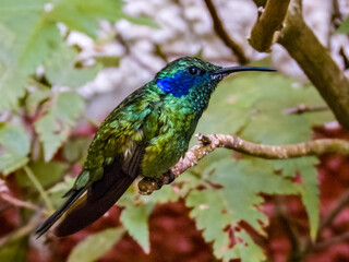 Lesser Violetear - Colibri cyanotus in Costa Rica