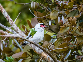 Masked Tityra - Tityra semifasciata in Costa Rica