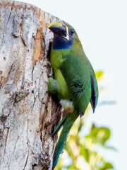 Northern Emerald-Toucanet - Aulacorhynchus prasinus