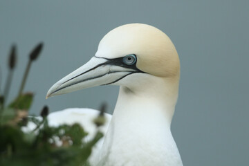 A Gannet (Morus bassanus) sitting on the edge of a cliff.