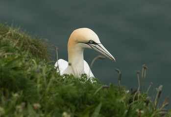 A Gannet (Morus bassanus) sitting on the edge of a cliff.