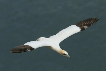 A beautiful Gannet (Morus bassanus) flying over the colony of breeding Gannet on the cliffs edge.	