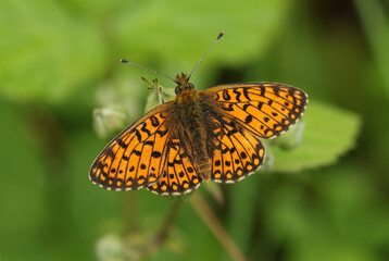 A rare Small Pearl-bordered Fritillary, Boloria selene, resting on a Blackberry flower in a woodland clearing.