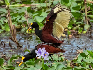 Northern Jacana - Jacana spinosa in Costa Rica